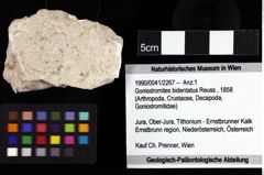 Foto (Objket + Etiketten) von Goniodromites bidentatus (Reuss, 1858) 